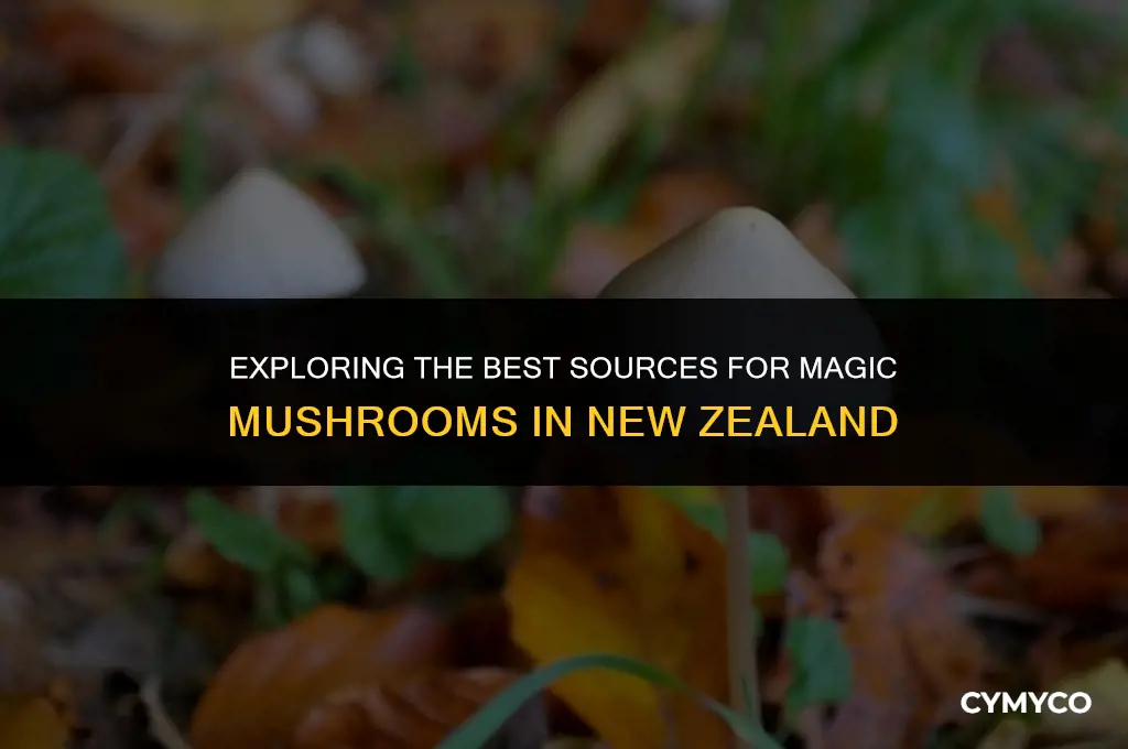where to buy magic mushrooms nz