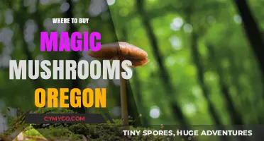 Exploring Oregon's Psychedelic Scene: A Guide to Magic Mushroom Sources