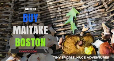 Discover the Best Spots to Buy Maitake Mushrooms in Boston