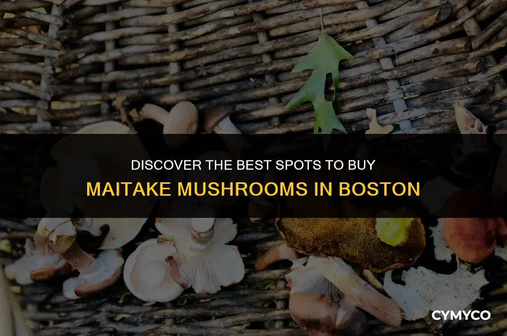 where to buy maitake boston