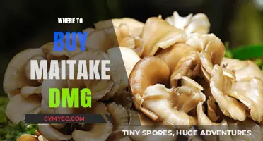 Exploring the Best Sources for Maitake DMG: A Comprehensive Guide