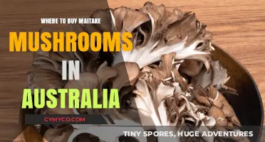 Discover the Best Spots to Buy Maitake Mushrooms in Australia