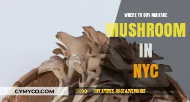 Exploring NYC: Your Guide to Finding Maitake Mushrooms Locally