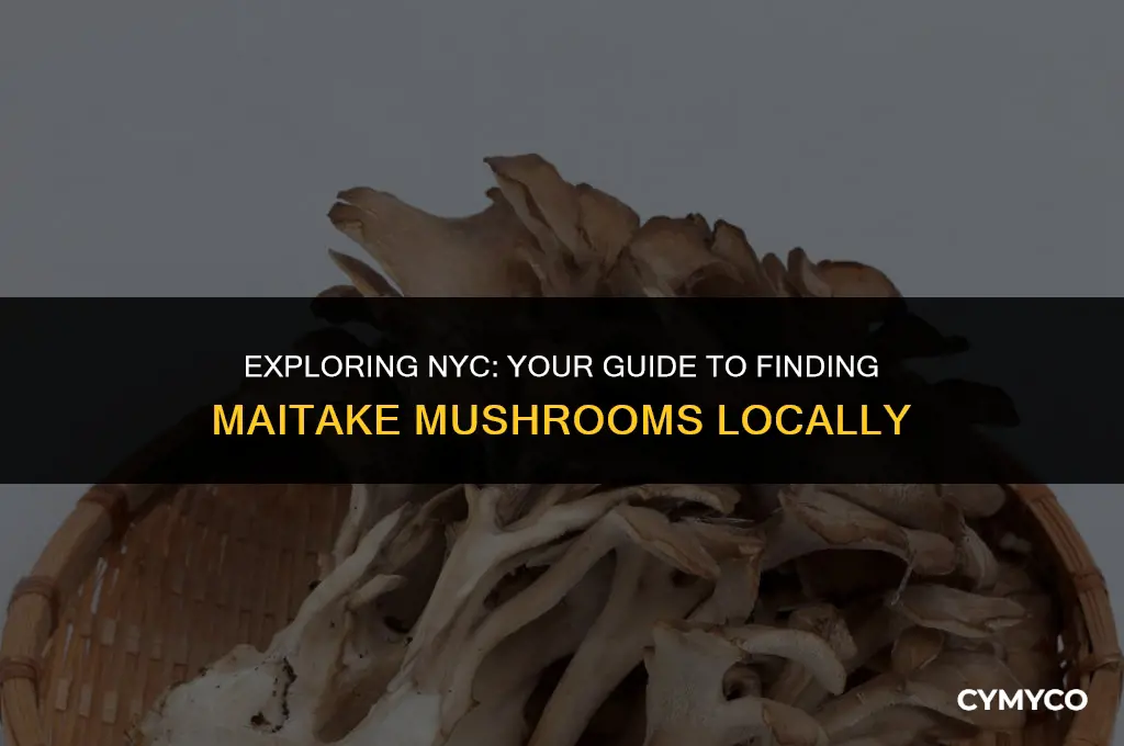where to buy maitake mushrooms in nyc