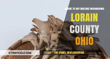 Discover the Best Spots to Buy Maitake Mushrooms in Lorain County, Ohio