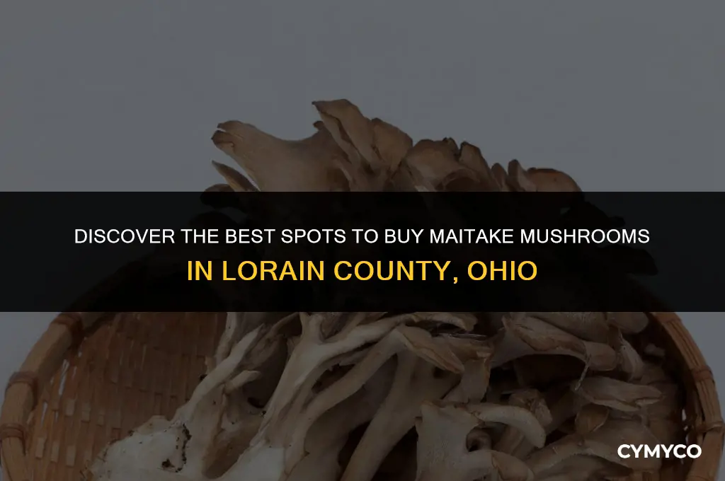 where to buy maitake mushrooms lorain county ohio