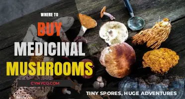 Discover Top Sources for Buying Medicinal Mushrooms Online and Locally