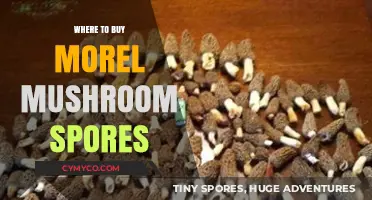 Best Places to Purchase Morel Mushroom Spores for Cultivation