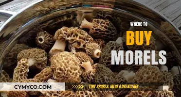Discover the Best Spots to Buy Fresh Morels Near You