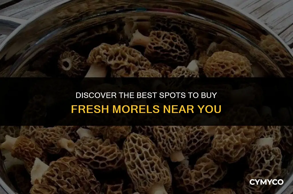 where to buy morels