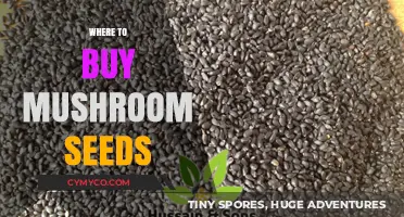 Best Places to Purchase Quality Mushroom Seeds for Home Growing