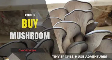 Discover the Best Places to Buy Fresh and Exotic Mushrooms