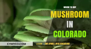 Discover Colorado's Best Spots to Buy Fresh Mushrooms Today