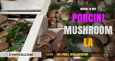 Discovering the Best Spots to Buy Porcini Mushrooms in LA