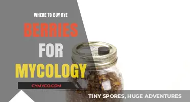 Exploring the Best Sources for Rye Berries in Mycological Studies
