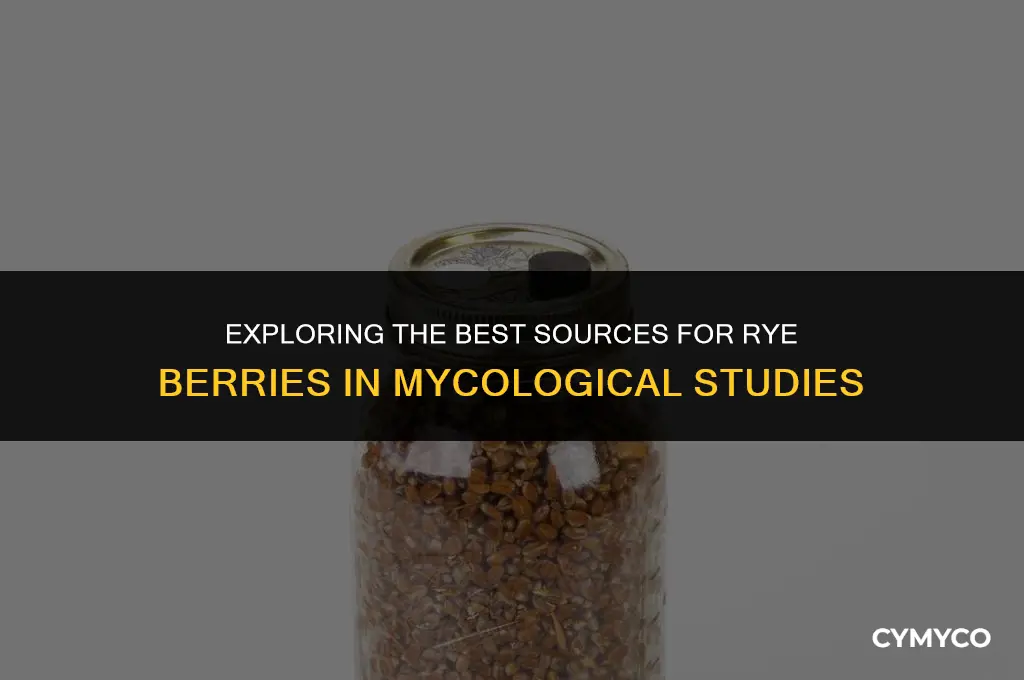 where to buy rye berries for mycology