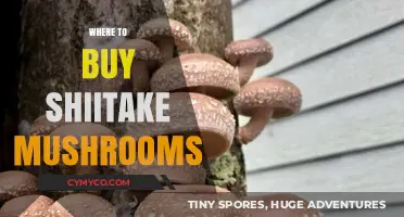 Discover Top Spots to Buy Fresh Shiitake Mushrooms Locally & Online