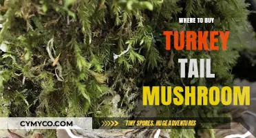 Discover Top Sources to Buy Turkey Tail Mushroom Online & Locally