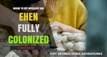 Optimal Harvesting: When and Where to Cut Your Mycology Bag