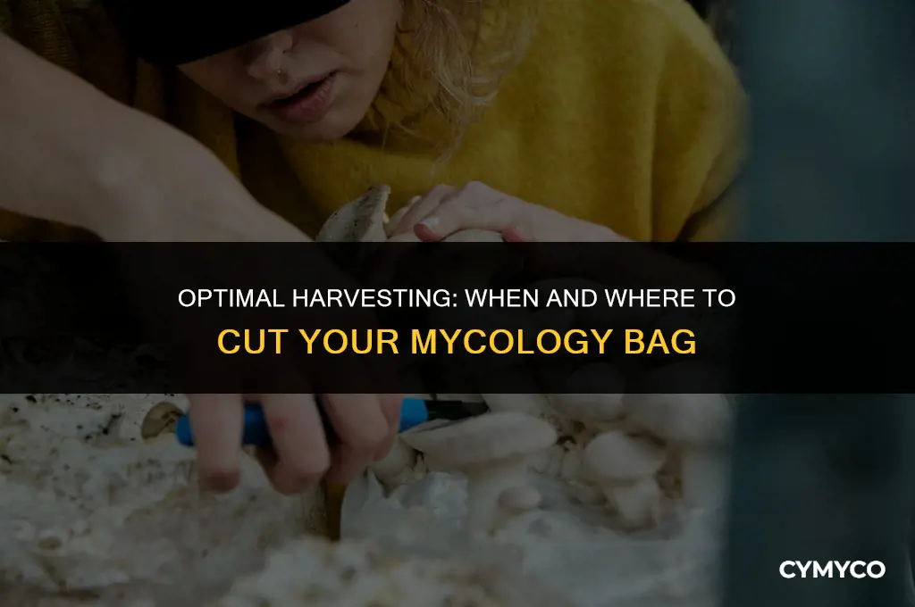where to cut mycology bag ehen fully colonized