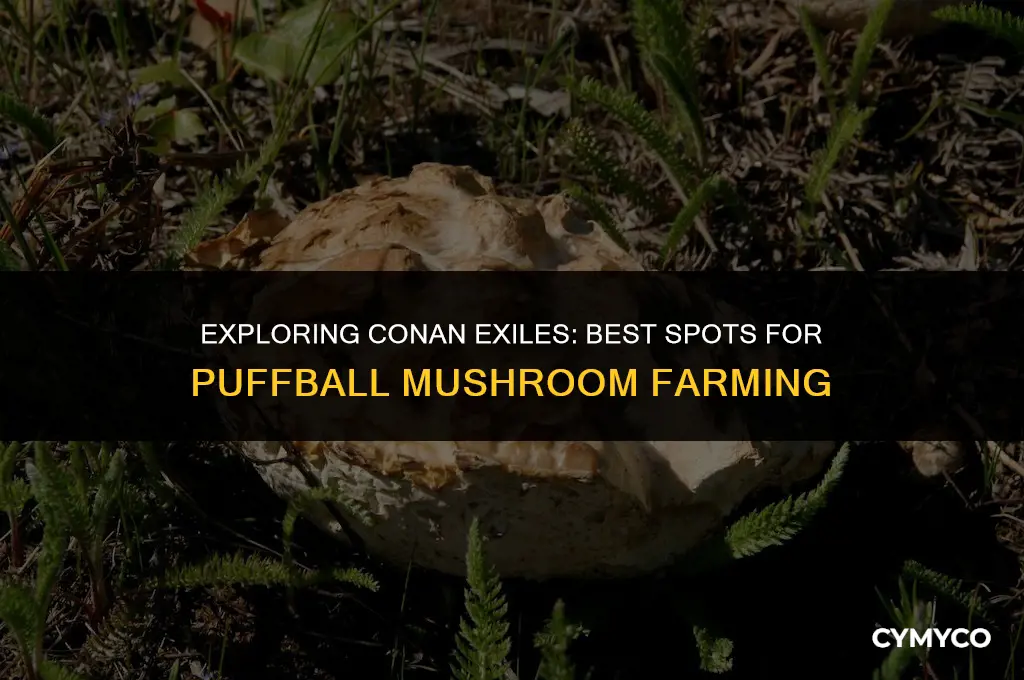 where to farm puffball mushrooms conan exiles