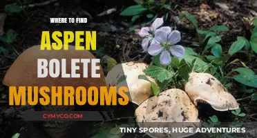 Discovering Aspen Bolete Mushrooms: Top Locations for Foraging Success