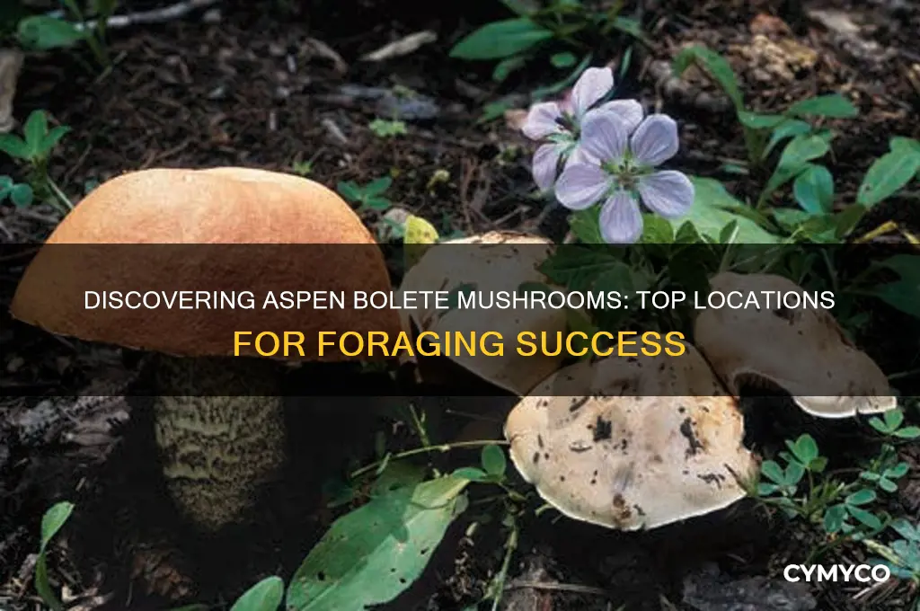 where to find aspen bolete mushrooms