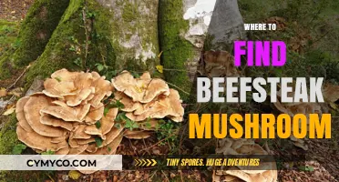 Discovering Beefsteak Mushrooms: Top Locations for Foraging Success