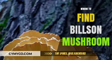 Discovering Billson Mushrooms: Top Locations for Foraging Success