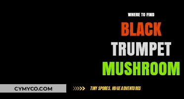 Discovering Black Trumpet Mushrooms: Top Foraging Spots and Tips
