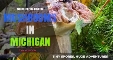 Discover Michigan's Best Spots for Boletus Mushroom Foraging