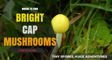 Discover Bright Cap Mushrooms: Top Locations for Foraging Success