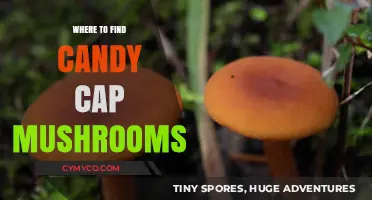 Discovering Candy Cap Mushrooms: Top Locations for Foraging Sweet Delights