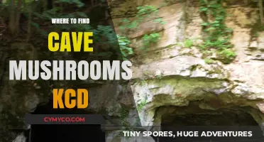 Discovering Hidden Cave Mushrooms in KCD: Top Locations to Explore