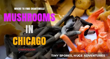 Discover Chicago's Hidden Chanterelle Mushroom Spots: A Forager's Guide