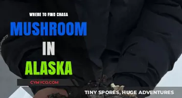 Discover Alaska's Hidden Chaga Mushrooms: Prime Locations and Tips