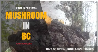 Discovering Chaga Mushrooms in BC: Top Locations and Harvesting Tips