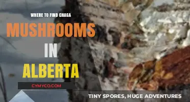 Discovering Chaga Mushrooms in Alberta: Top Locations and Tips