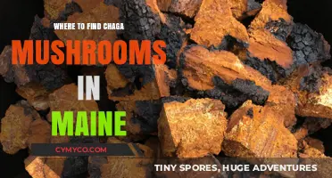 Discovering Maine's Hidden Chaga Mushrooms: Prime Locations and Tips