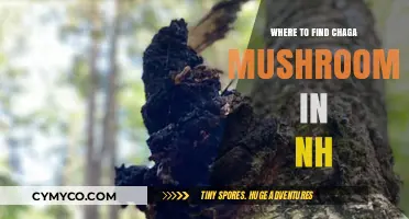 Discovering Chaga Mushrooms: Top Spots in New Hampshire's Forests