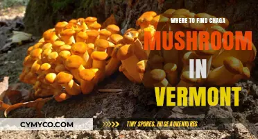 Discovering Vermont's Hidden Chaga Mushrooms: Top Foraging Spots Guide