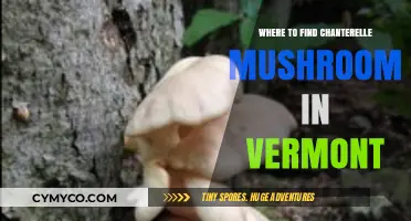 Discover Vermont's Best Chanterelle Mushroom Foraging Spots and Tips