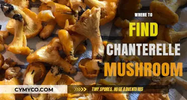 Discovering Chanterelle Mushrooms: Top Spots and Foraging Tips for Success