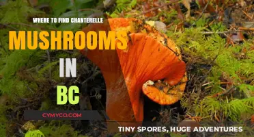 Discovering BC's Chanterelle Hotspots: A Forager's Ultimate Guide