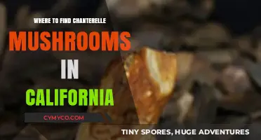 Discover California's Best Chanterelle Mushroom Foraging Spots and Tips