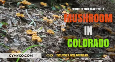 Discover Colorado's Best Chanterelle Mushroom Foraging Spots and Tips