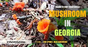Discover Georgia's Best Chanterelle Mushroom Foraging Spots and Tips