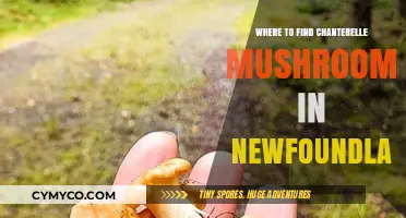 Exploring Newfoundland's Chanterelle Mushroom Hotspots: A Guide