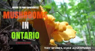 Exploring Ontario's Chanterelle Hotspots: A Guide for Mushroom Enthusiasts