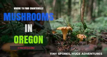 Exploring Oregon's Chanterelle Hotspots: A Forager's Guide